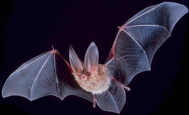Illinois man dies of rabies after apparent bat bite