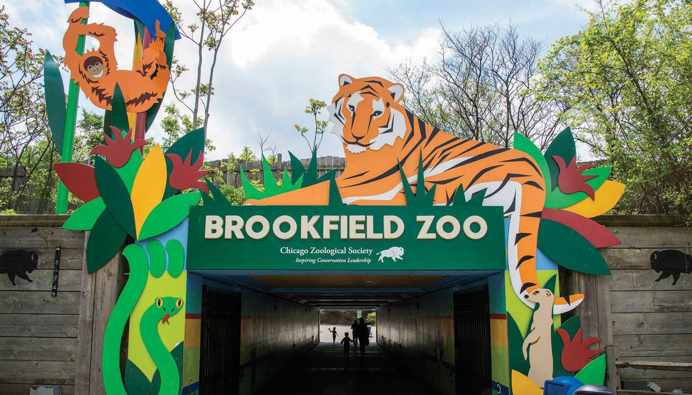 Brookfield Zoo vaccinating animals against COVID-19