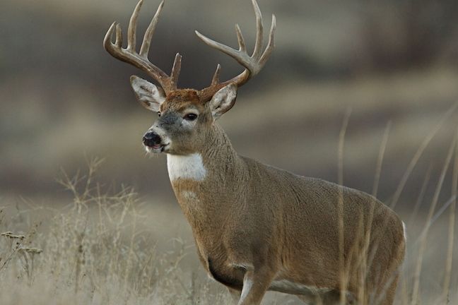 Illinois hunters harvest 147,000 deer during 2021 season
