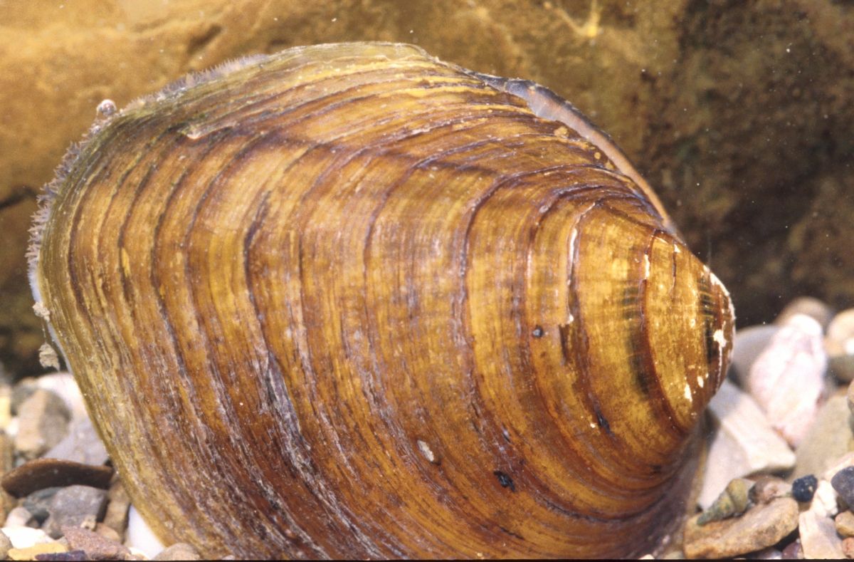 Federal protection granted for imperiled freshwater mussels