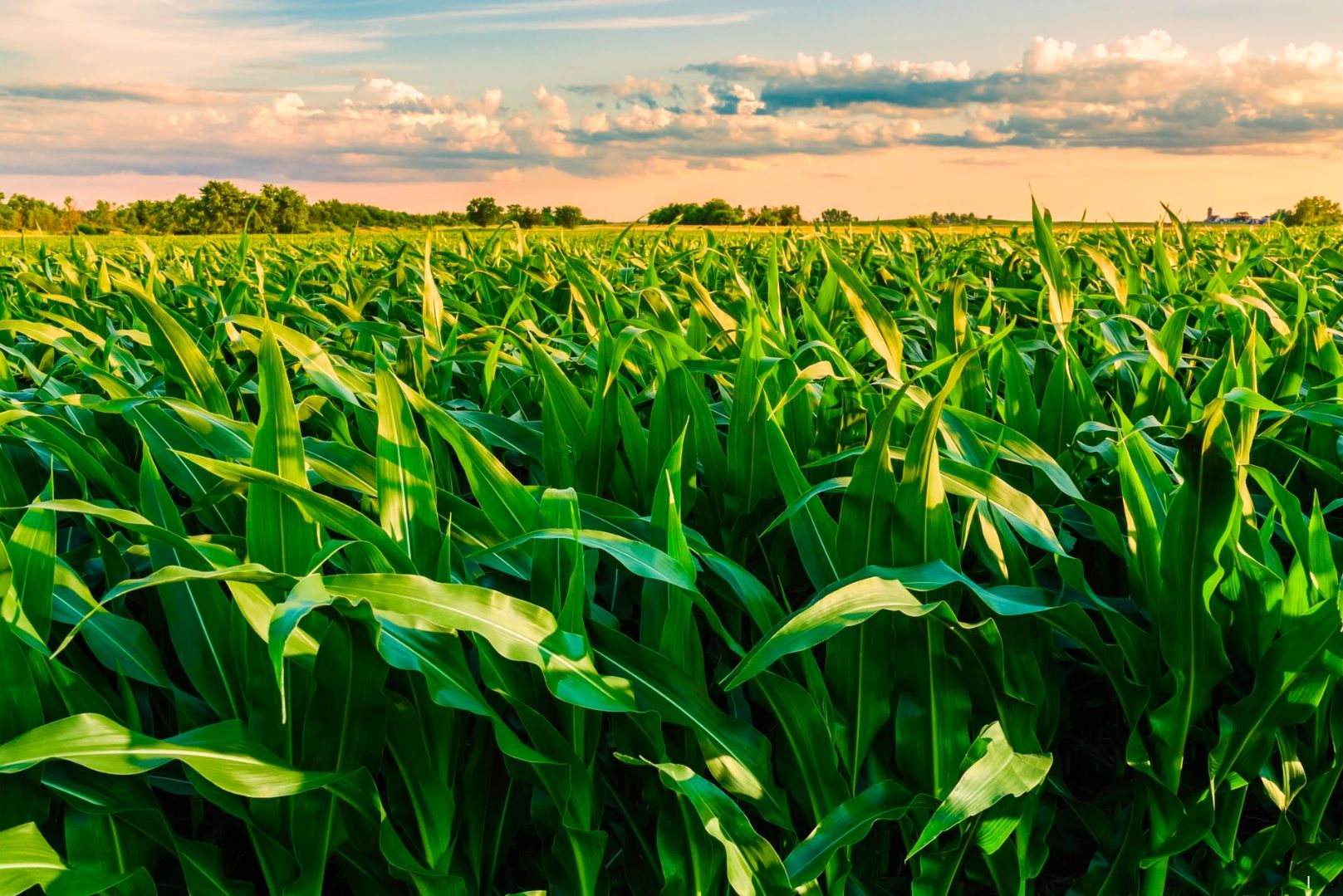 Corn growers to vote on increasing checkoff next month