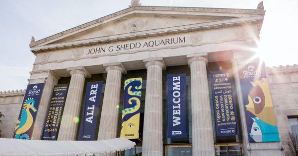 Shedd Aquarium announces $500 million investment for Centennial Anniversary